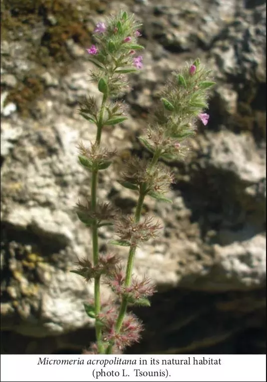 mikromereia