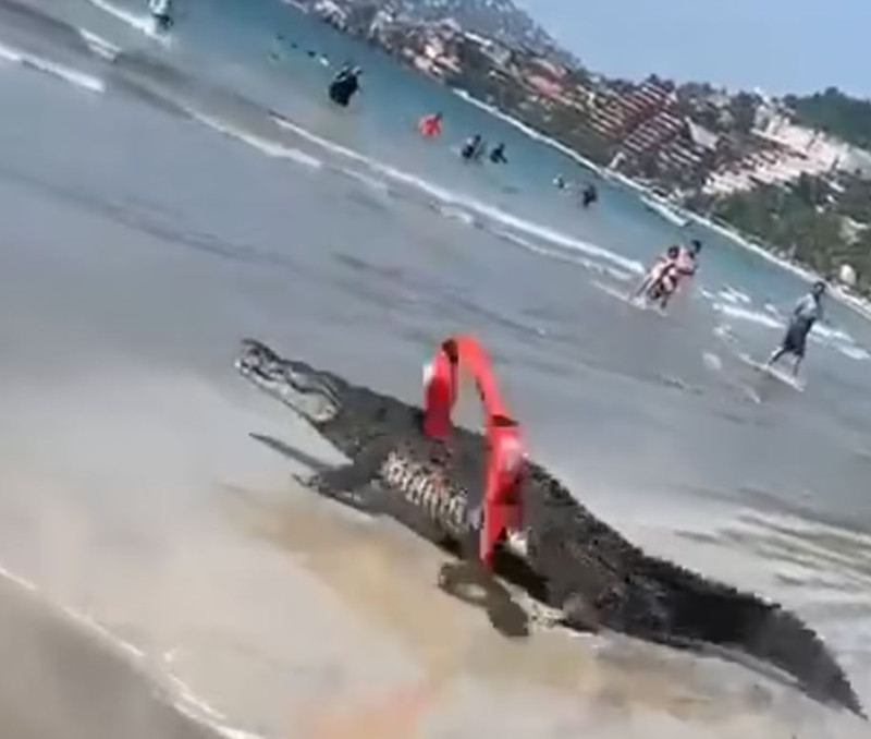 Κροκόδειλος σε παραλία του Μεξικού 