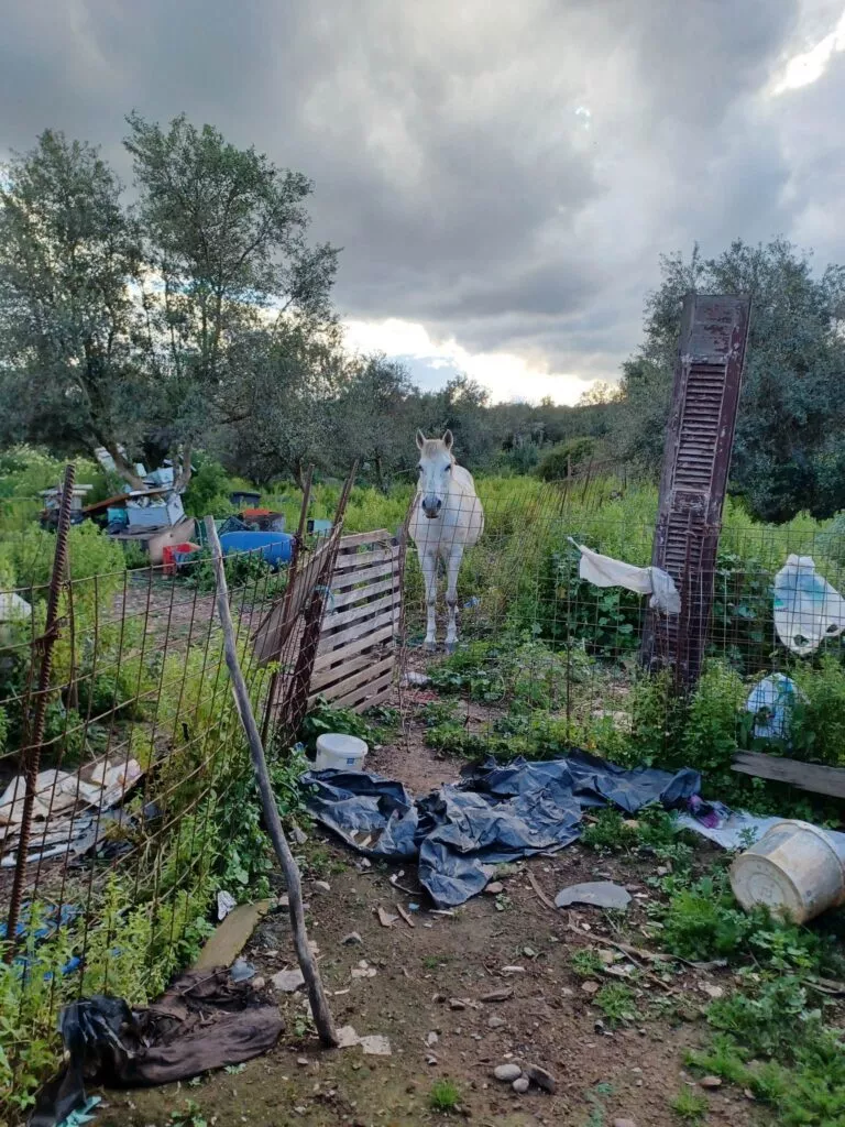 Σκυλάκι 