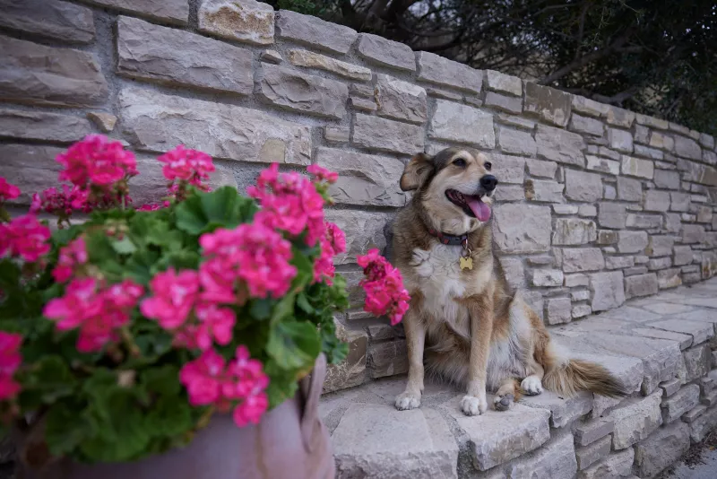 Dog 