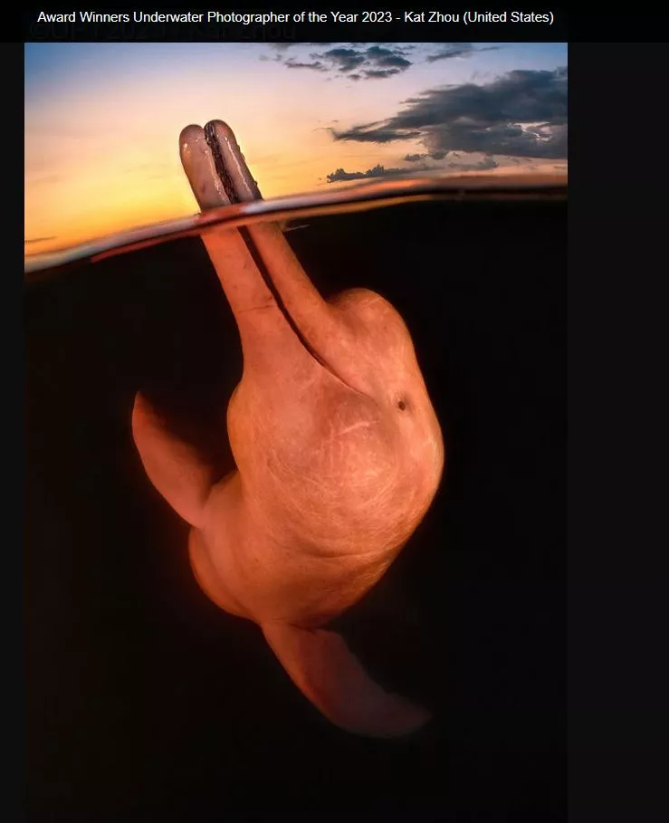 Underwater Photographer of the Year 2023