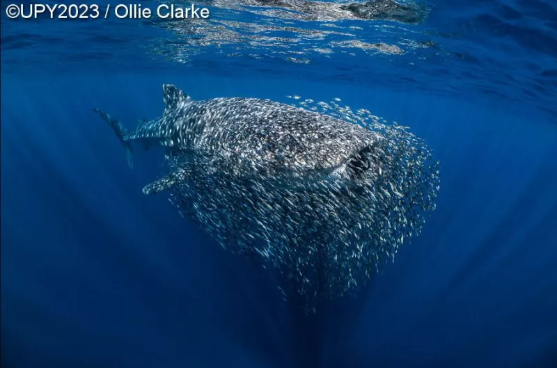 Underwater Photographer of the Year 2023