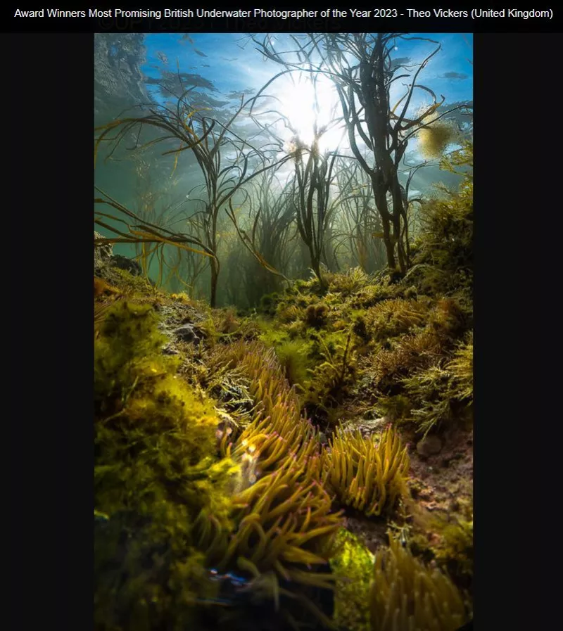 Underwater Photographer of the Year 2023