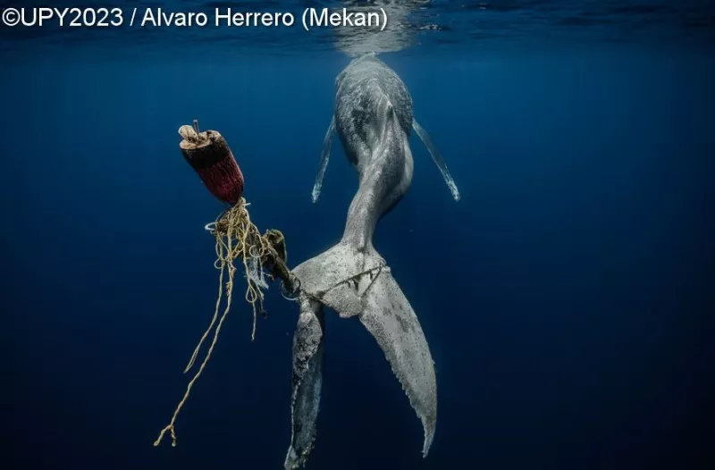 Underwater Photographer of the Year 2023