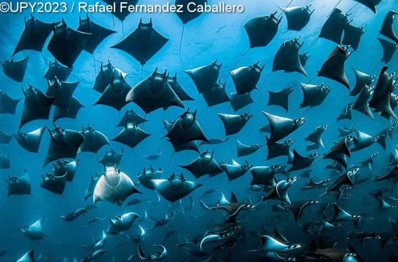 Underwater Photographer of the Year 2023