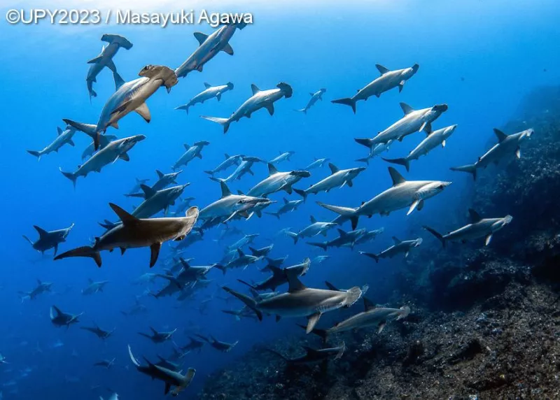 Underwater Photographer of the Year 2023