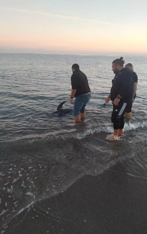Φάλαινα - Ρέθυμνο