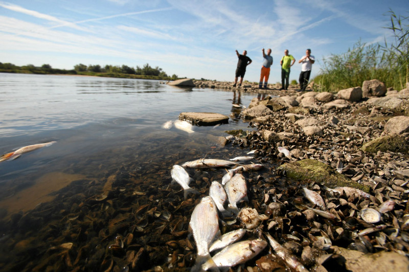 Μαζικός θάνατος ψαριών στον ποταμό Όντερ 