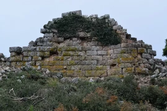 Φύλη