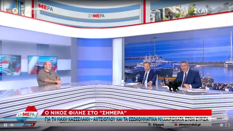 γάτα