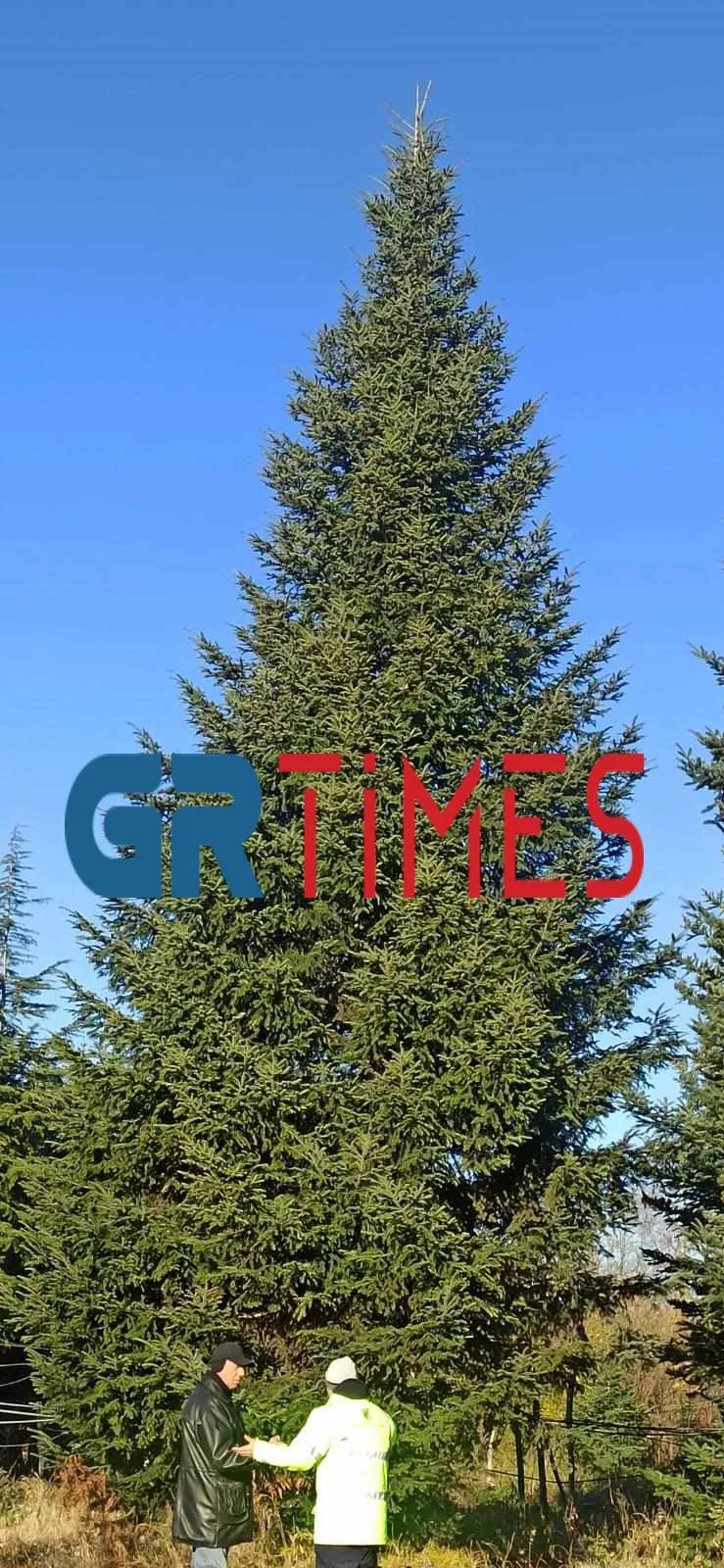 δεντρο