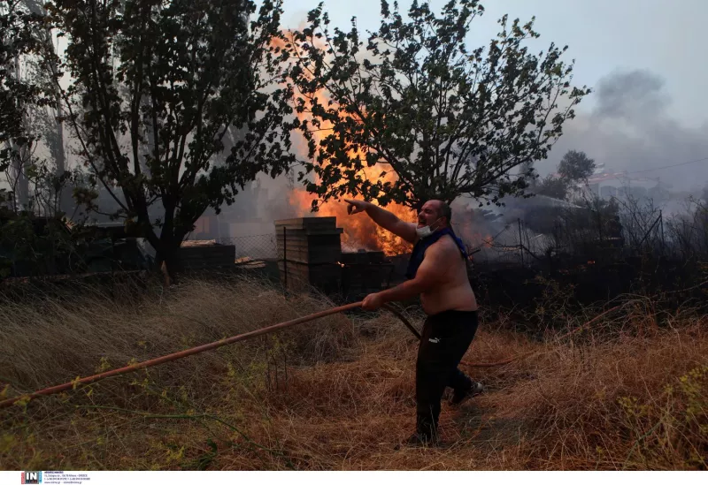 Φυλή