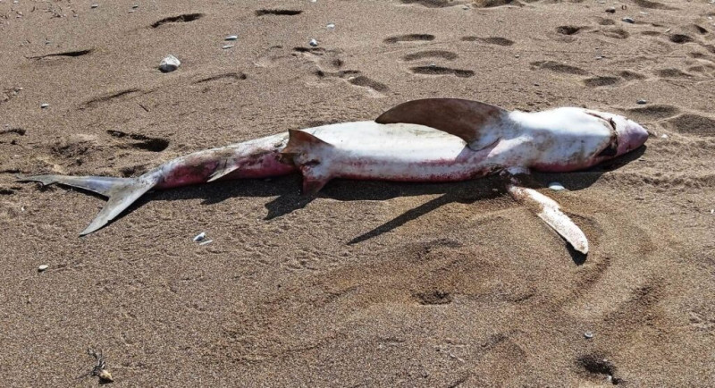 Χανιά: Ξεβράστηκε νεκρό καρχαριοειδές σε ακτή της Κισάμου
