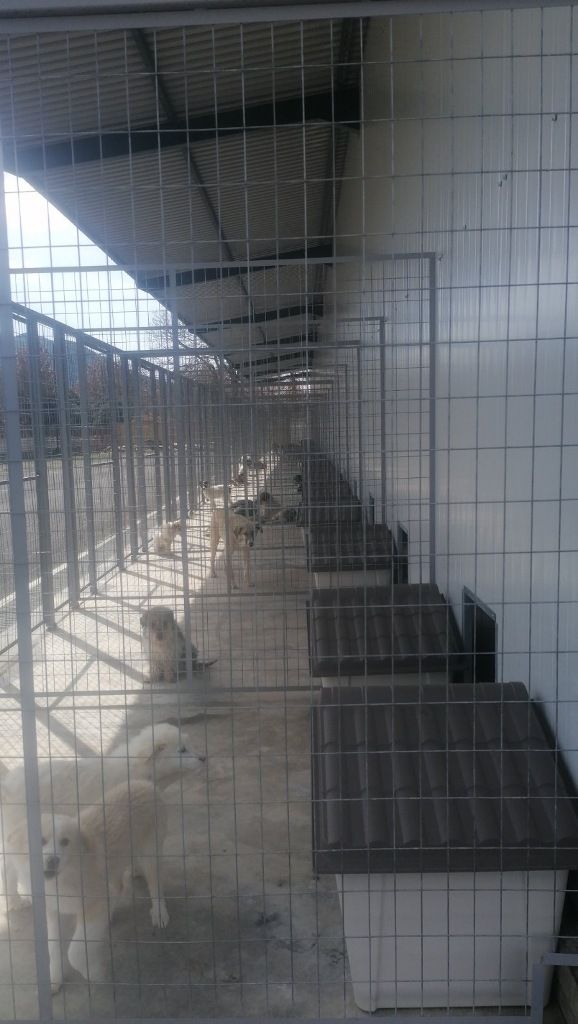 Σύγχρονο καταφύγιο για ζώα στην Τρίπολη.