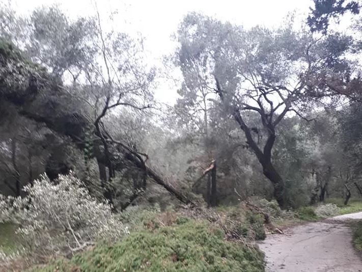 Πτώση δέντρου από μικρό ανεμοστρόβιλο στην Κέρκυρα