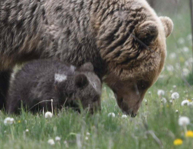 Κοζάνη: Ο αέναος «πόλεμος» ανθρώπου και αρκούδας στην ορεινή Ελλάδα