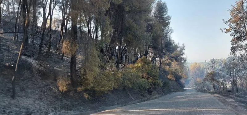 κρέστενα