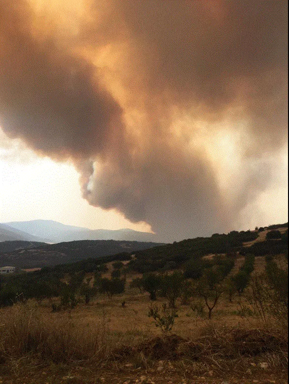 Magnesia wildfire