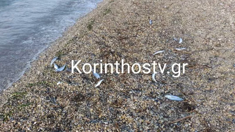 Νεκρά ψάρια