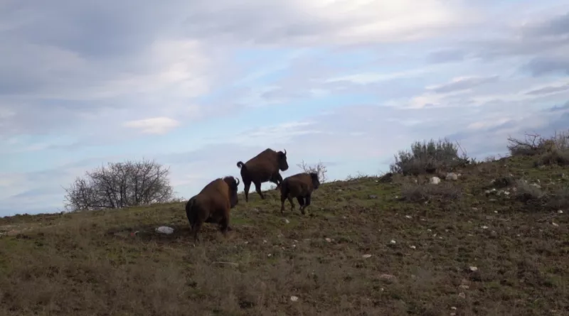 Λάρισα