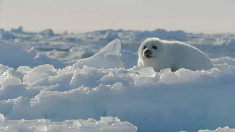 FROZEN PLANET II