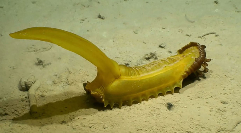 Νέα είδη που ανακαλύφθηκαν στον βυθό των ωκεανών