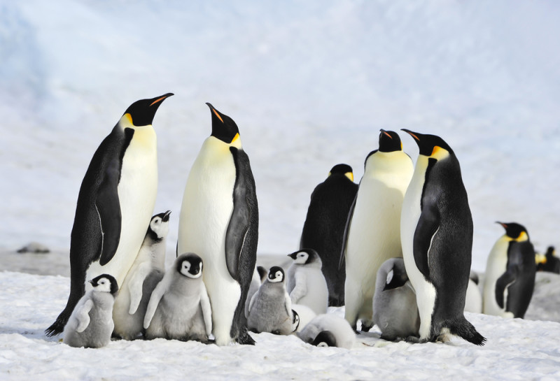 Οι αυτοκρατορικοί πιγκουίνοι της Ανταρκτικής 