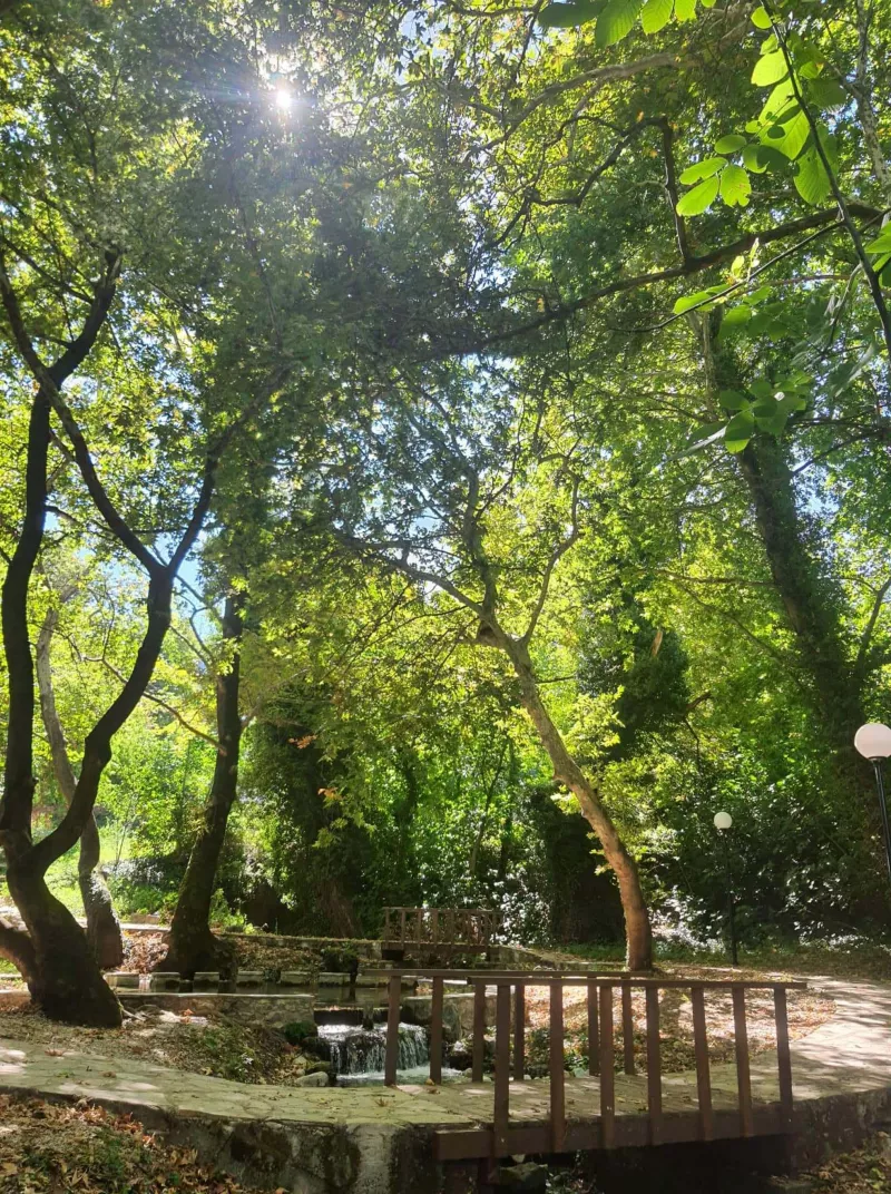 θανατηφόρα ασθένεια πλατάνια
