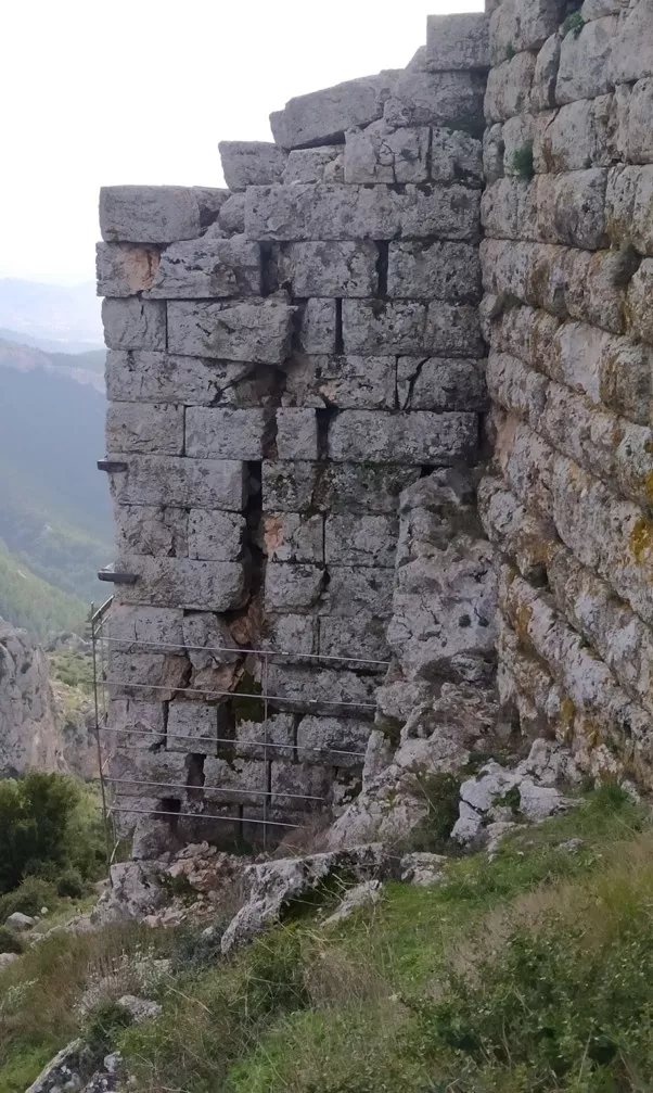 Φυλή