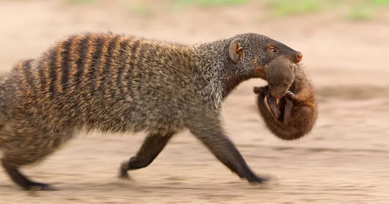 Serengeti 