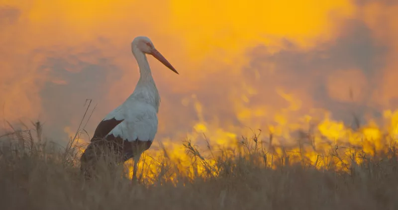 Serengeti 