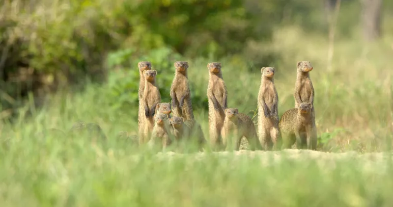 Serengeti 
