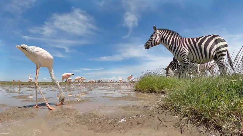 Serengeti 