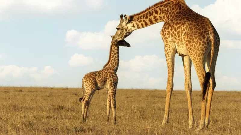 Serengeti 