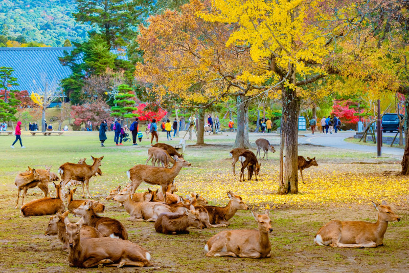 Ιαπωνία: Ταξίδι στο Πάρκο των Ελαφιών της Νάρα | ΣΚΑΪ