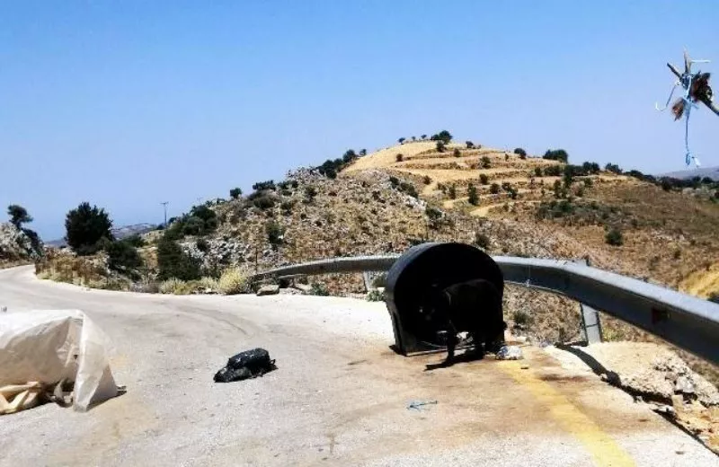 Συνελήφθη «κηδεμόνας» βαρελόσκυλου