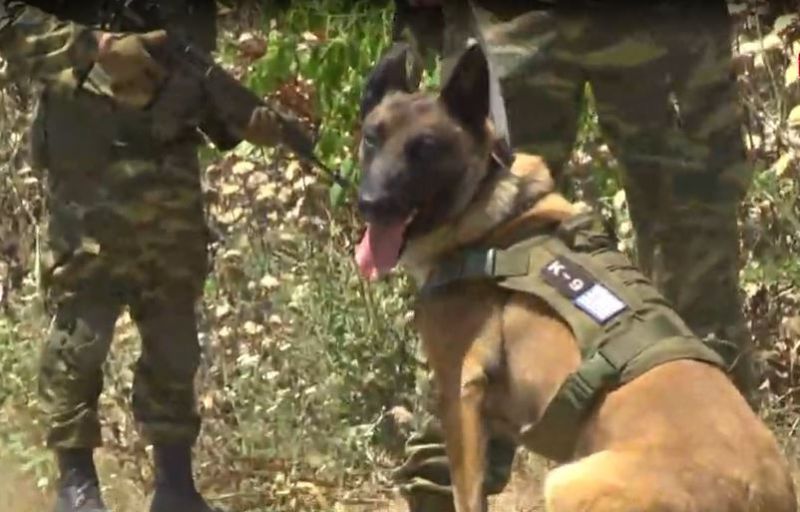 Στρατιωτικός σκύλος