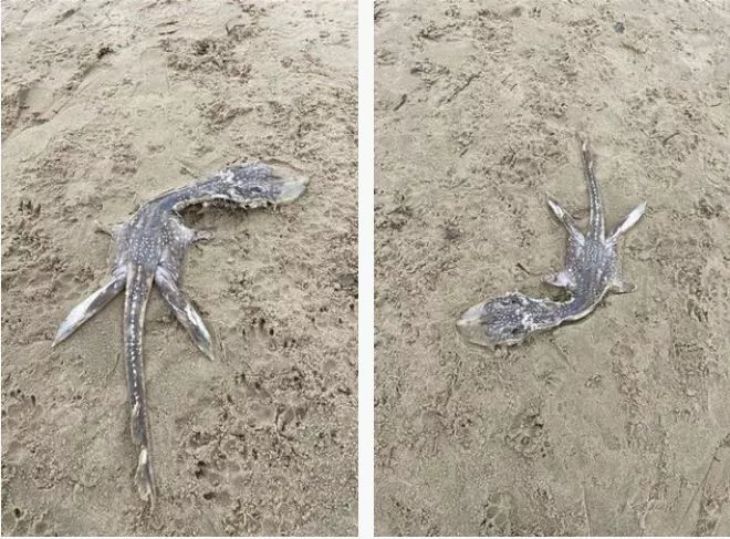 μωρο τερας λοχ νεσ