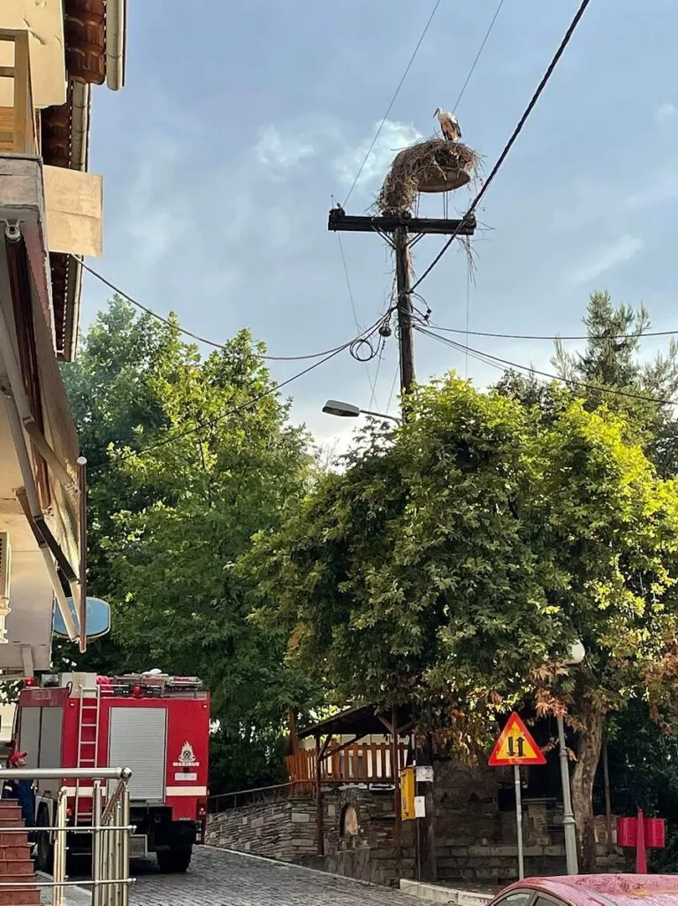 Πελαργός στη Θεσσαλονίκη
