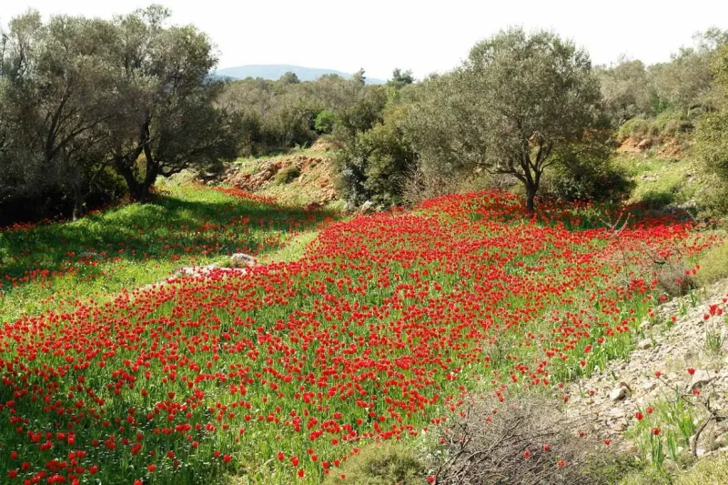 Τουλίπες 