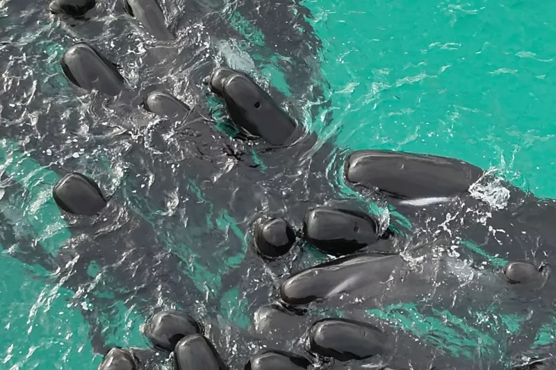 whales