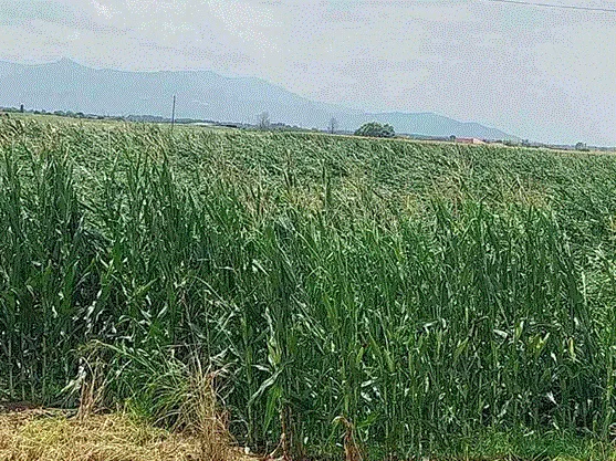 Ξάνθη