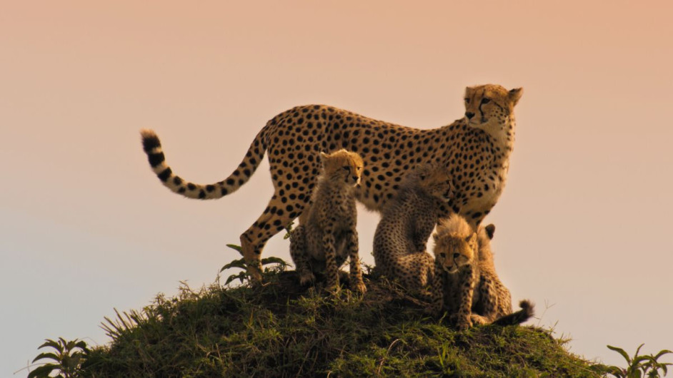Mammals