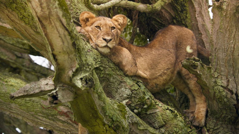 Mammals