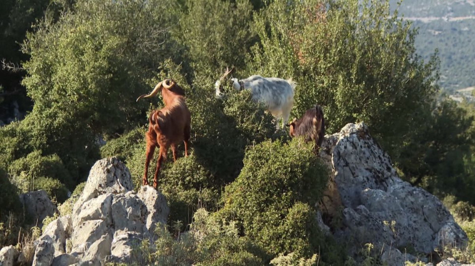 Όπου Υπάρχει Ελλάδα
