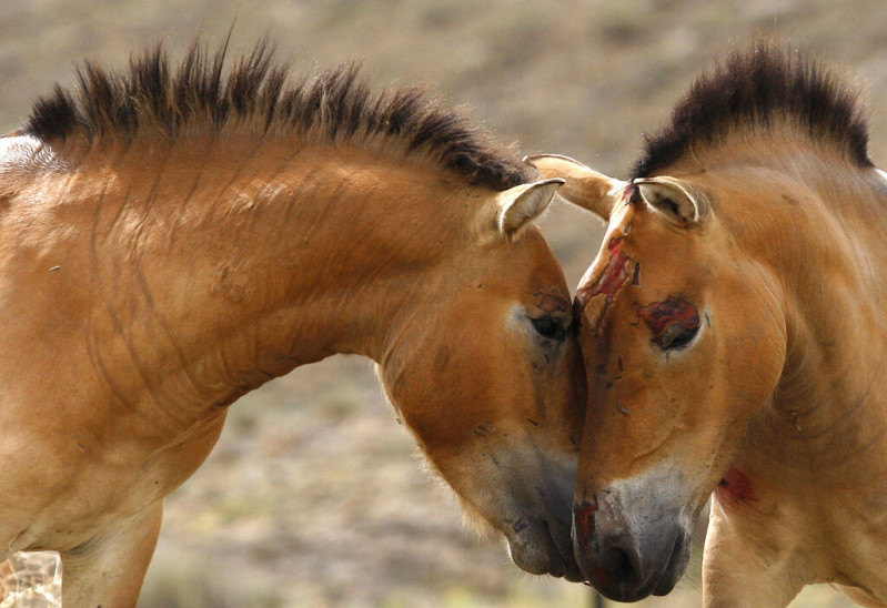 Przewalski
