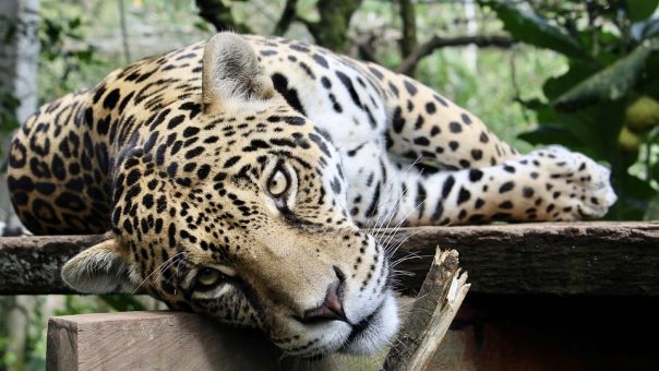 Τι απαντά η Ευρωπαϊκή Ένωση Ζωολογικών Πάρκων για τη θανάτωση των τζάγκουαρ