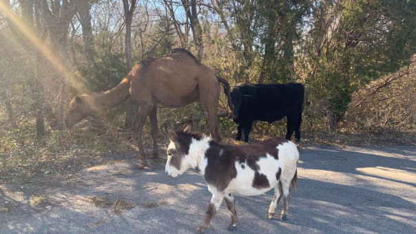 Βιβλική εικόνα: Καμήλα, αγελάδα και γαϊδουράκι έκαναν βόλτα παρέα σε δρόμο του Κάνσας