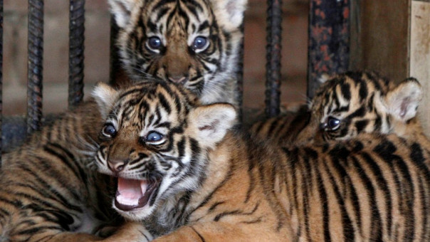 Κορωνοϊός: Τίγρης βρέθηκε θετική στις ΗΠΑ - Τι εκτιμούν οι ειδικοί