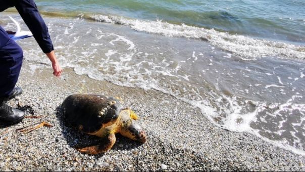 Νεκρές χελώνες Καρέτα- Καρέτα σε Λέσβο και Παλαιά Φωκαία